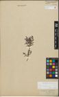 Foto von Salix repens subsp. incubacea (L.) A. Neumann